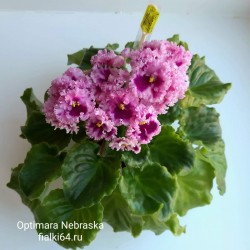 Optimara Nebraska (R.Holtkamp)